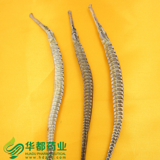 Pipe fish / 海龙 / Hai Long
