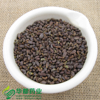 Fructus Arctiilappae / 女贞子 / Nv Zhen Zi