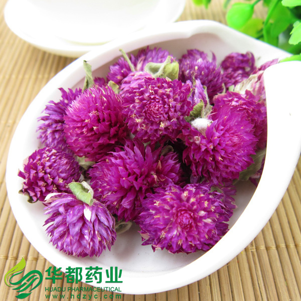 Flower of Globeamaranth / 千日红 / Qian Ri Hong