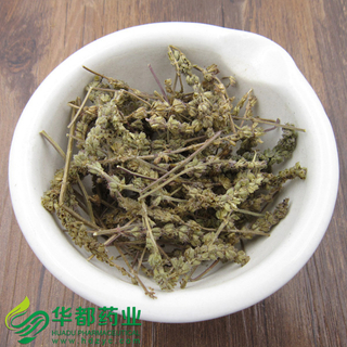 Schizonepeta / 荆芥穗 / Jing Jie Cui