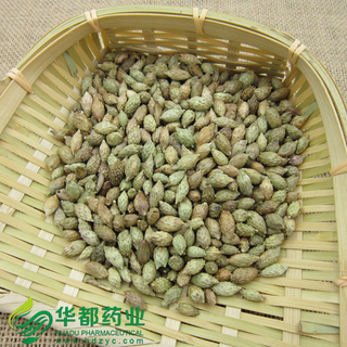 Xanthium Fruit / 苍耳子 / Cang Er Zi