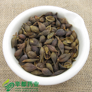 Weeping Forsythia / 连翘 / Lian Qiao