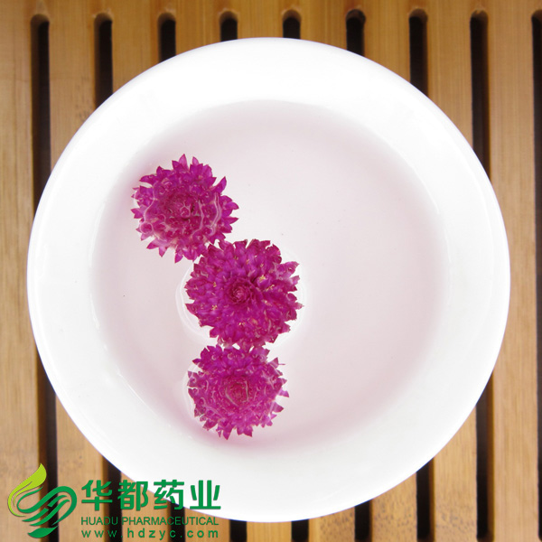 Flower of Globeamaranth / 千日红 / Qian Ri Hong