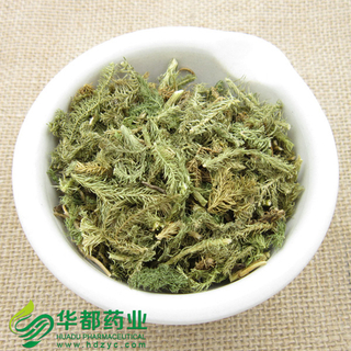 Japanese Clubmoss Herb / 伸筋草 / Shen Jin Cao