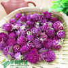 Flower of Globeamaranth / 千日红 / Qian Ri Hong