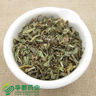 Taraxacum Mongolicum / 蒲公英 / Pu Gong Ying