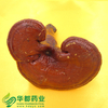 Ganoderma Mushroom / 灵芝 / Ling Zhi