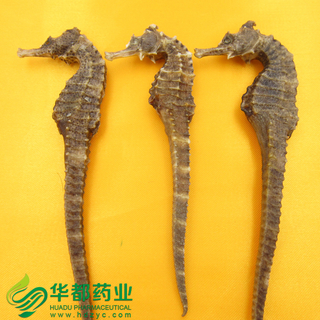 Sea Horse / 海马 / Hai Ma